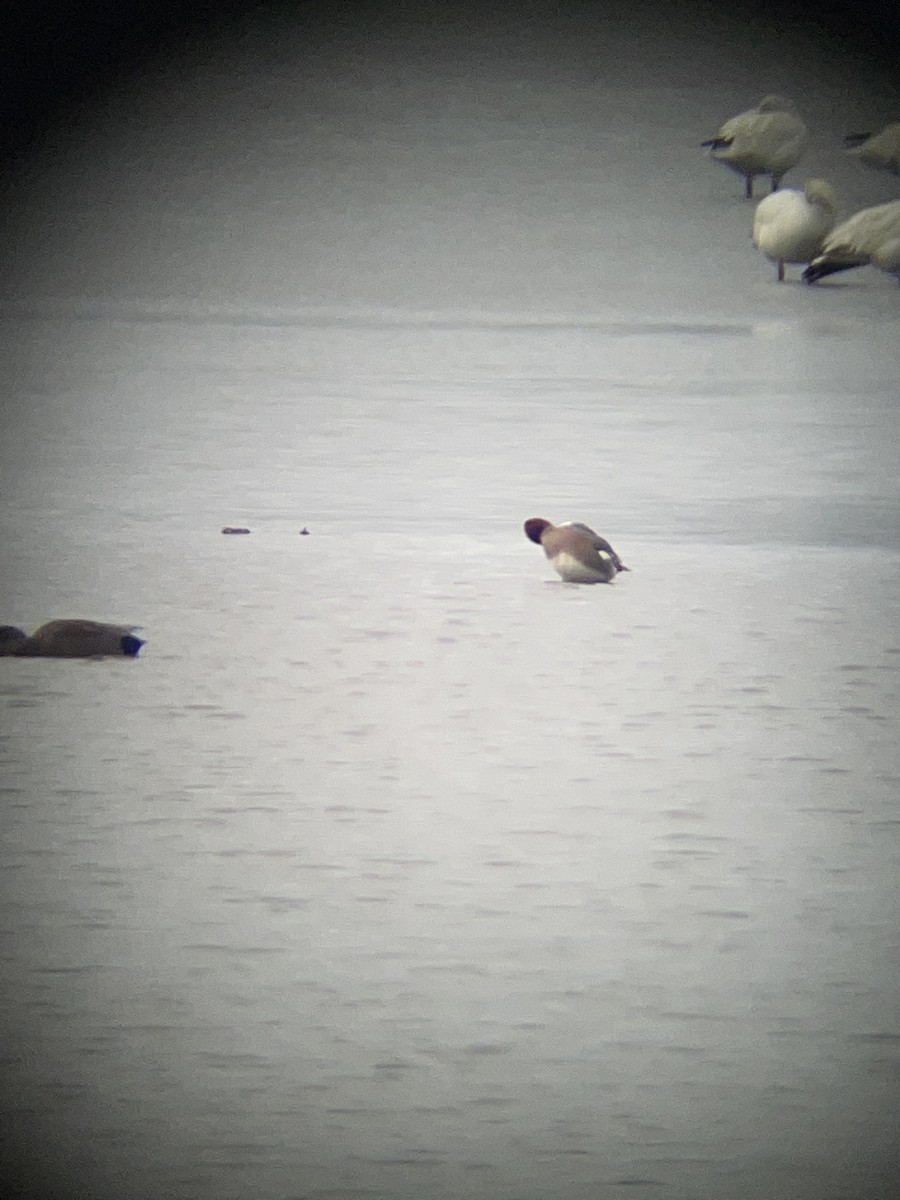 Eurasian Wigeon - ML614050577