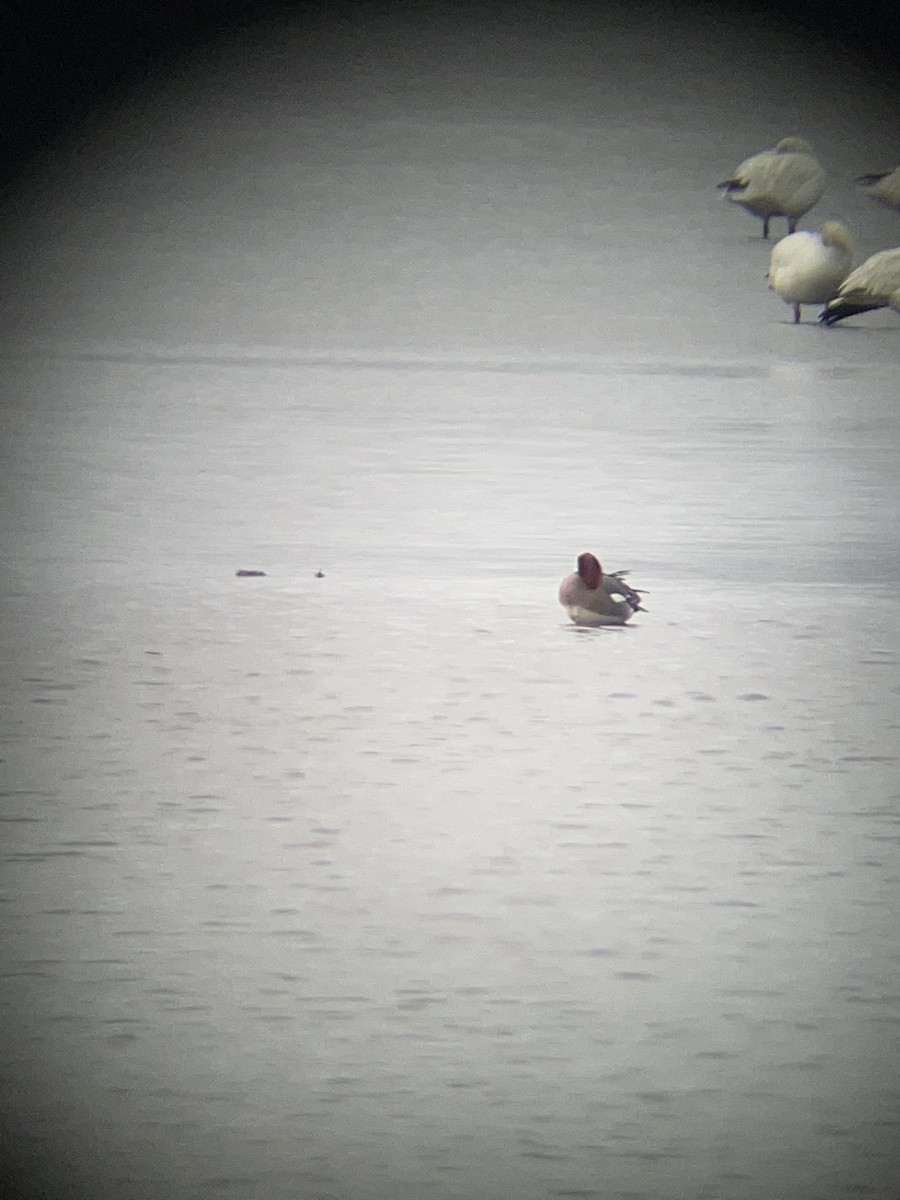 Eurasian Wigeon - ML614050578