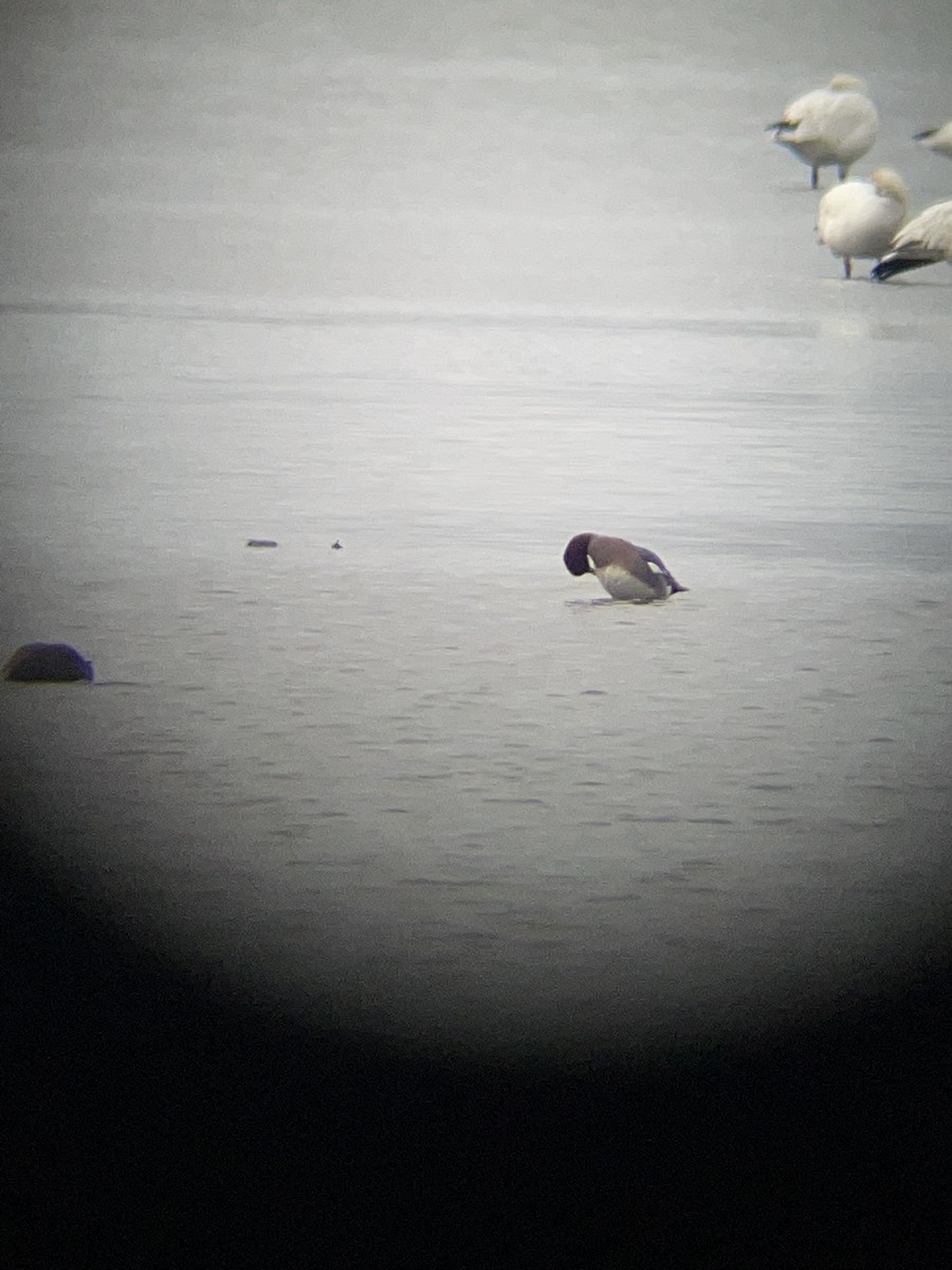 Eurasian Wigeon - ML614050579