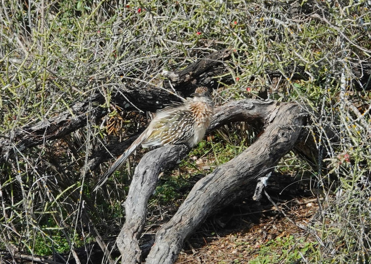 Greater Roadrunner - ML614050621