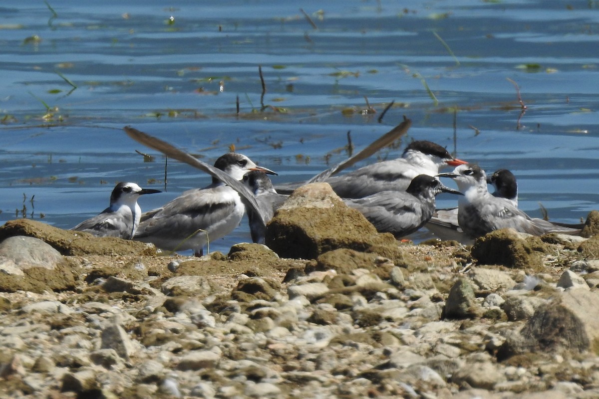 Black Tern - Aris Vouros