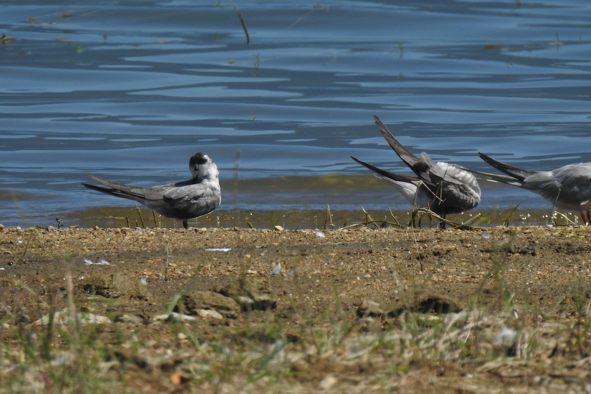 Black Tern - Aris Vouros