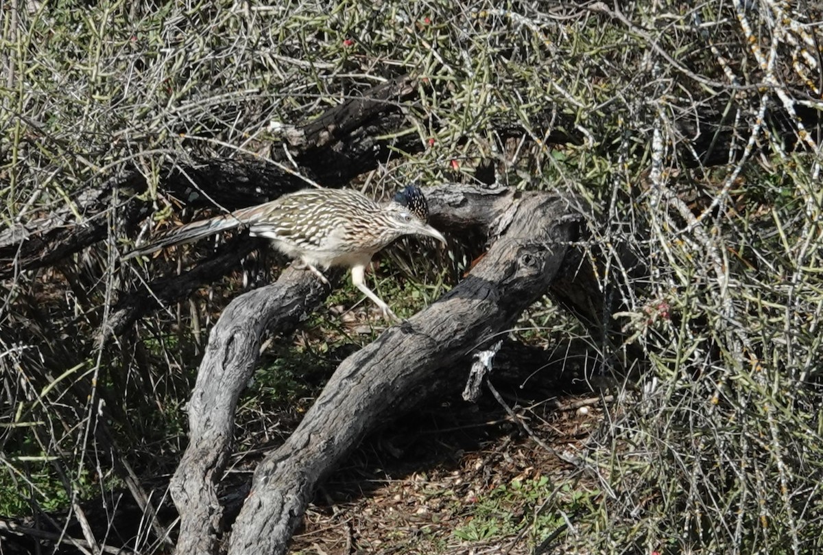 Greater Roadrunner - ML614050642