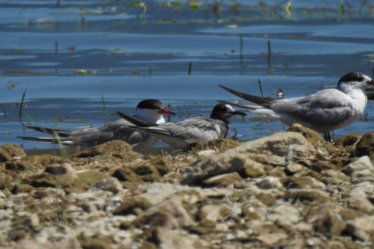 Black Tern - Aris Vouros