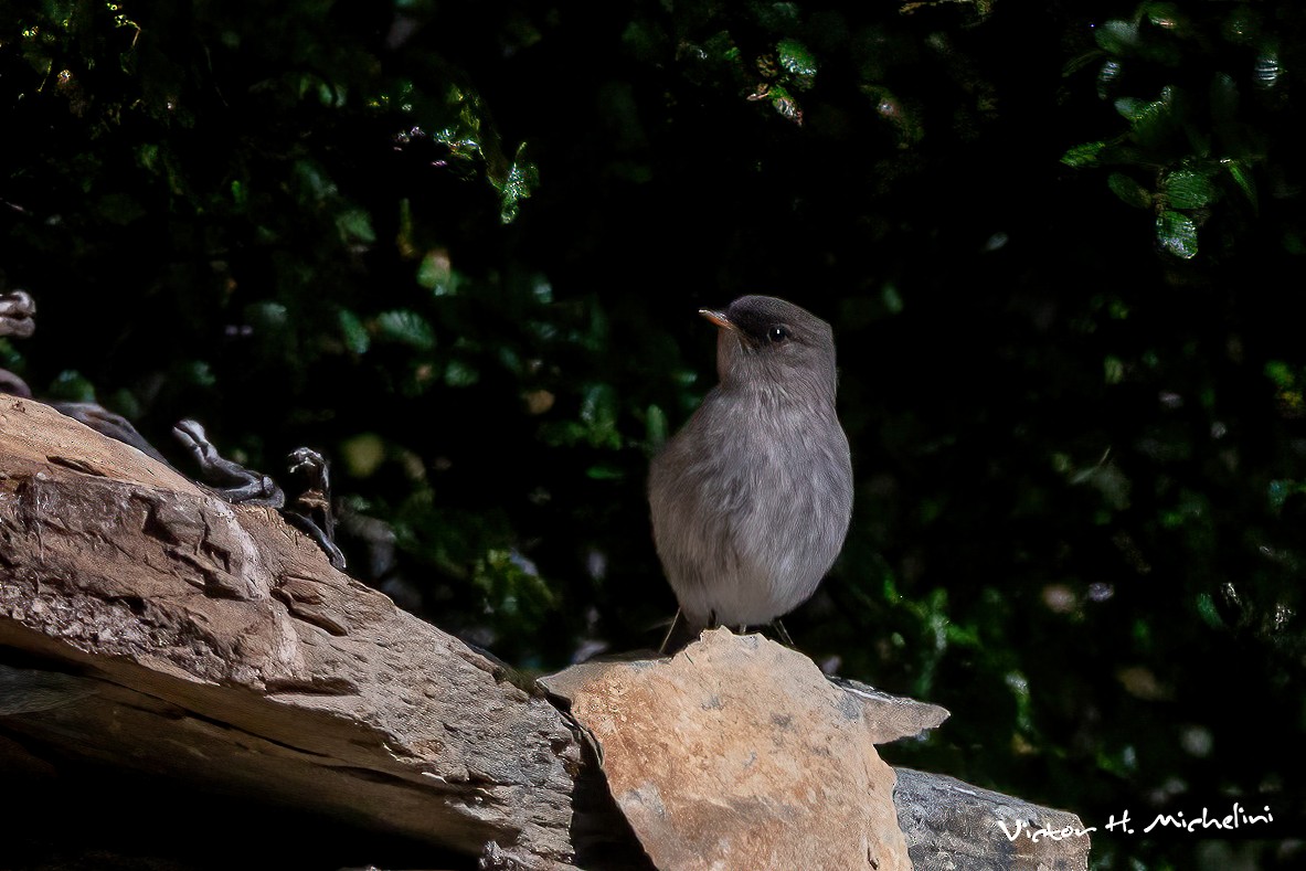 Dark-faced Ground-Tyrant - ML614050757