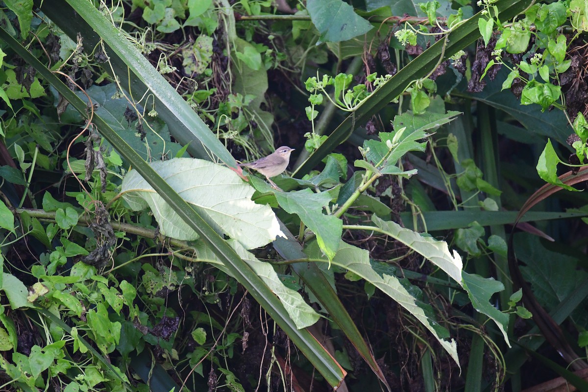 Dusky Warbler - ML614050812