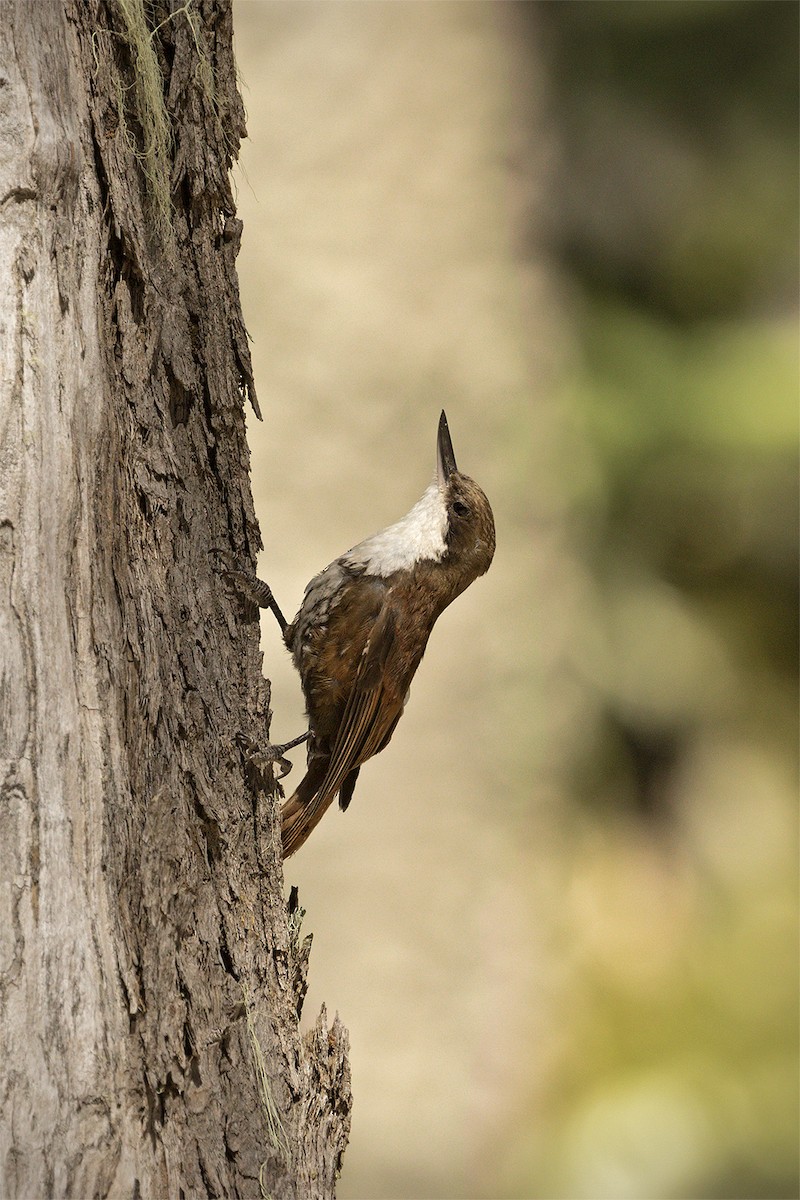 White-throated Treerunner - ML614050836