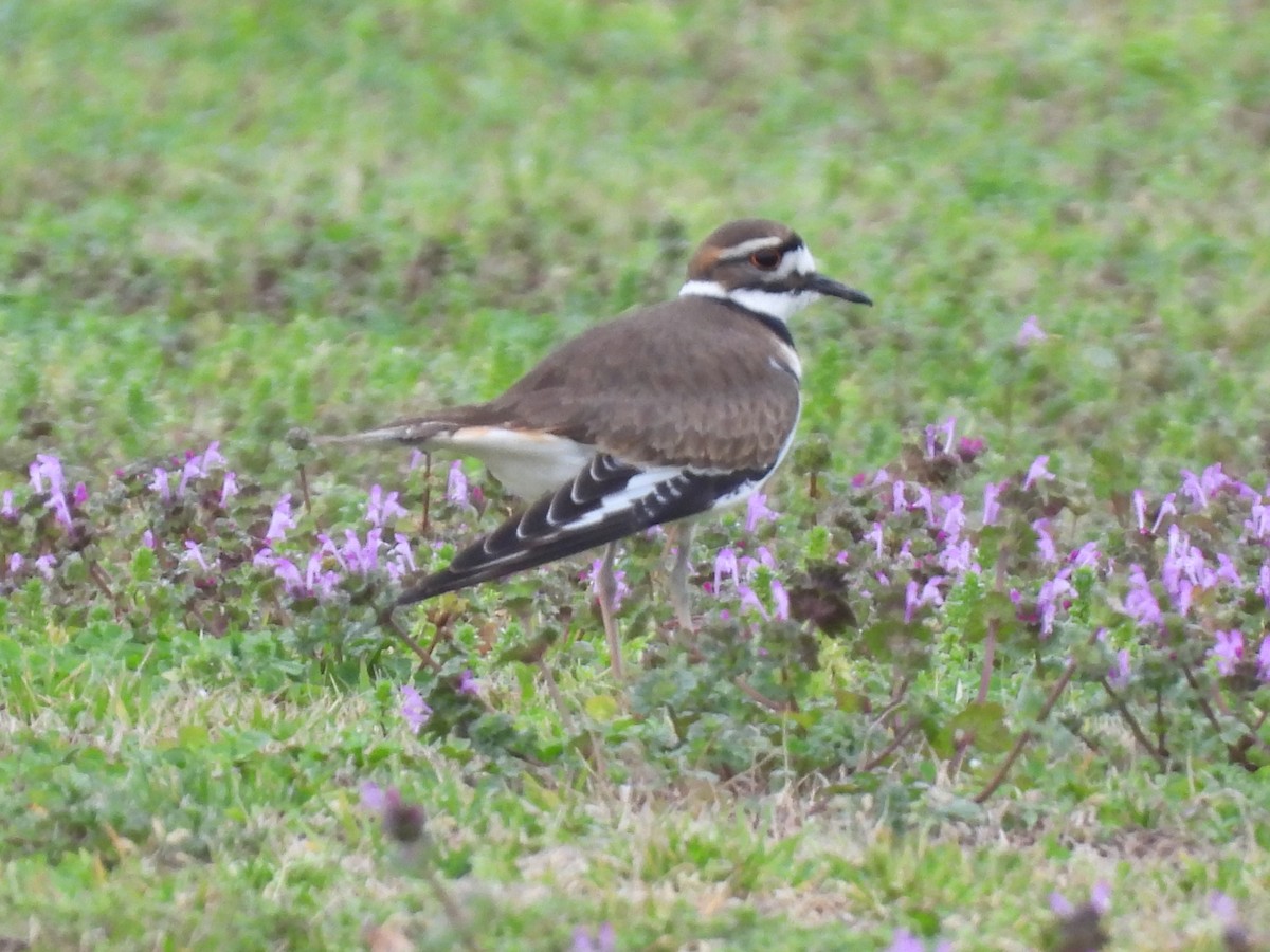 Killdeer - ML614050868