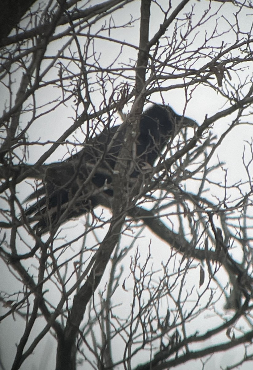 Common Raven - JA Mohl