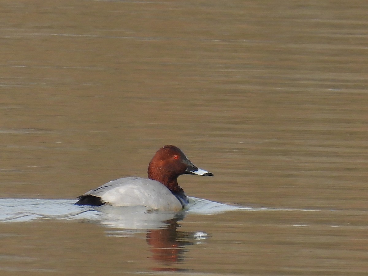 Common Pochard - Jorge Ellis