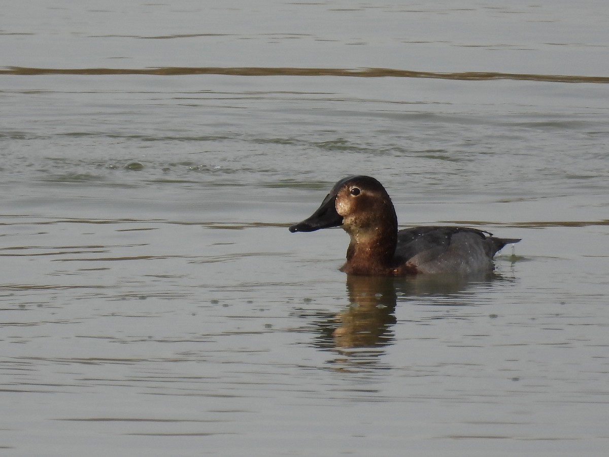 Common Pochard - Jorge Ellis