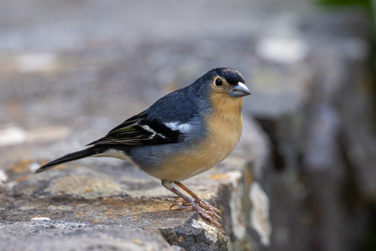 Canary Islands Chaffinch (Canary Is.) - ML614050901