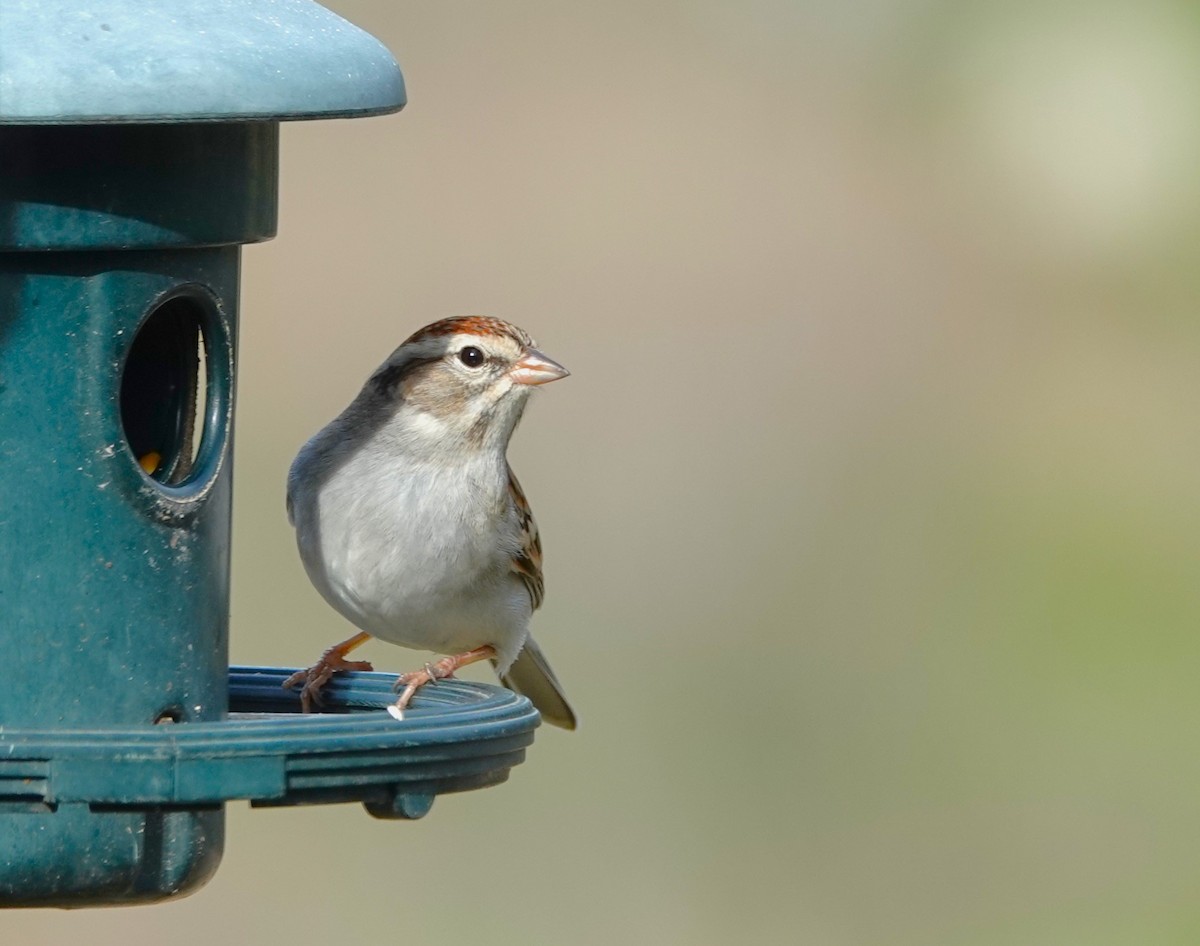 Chipping Sparrow - ML614050903