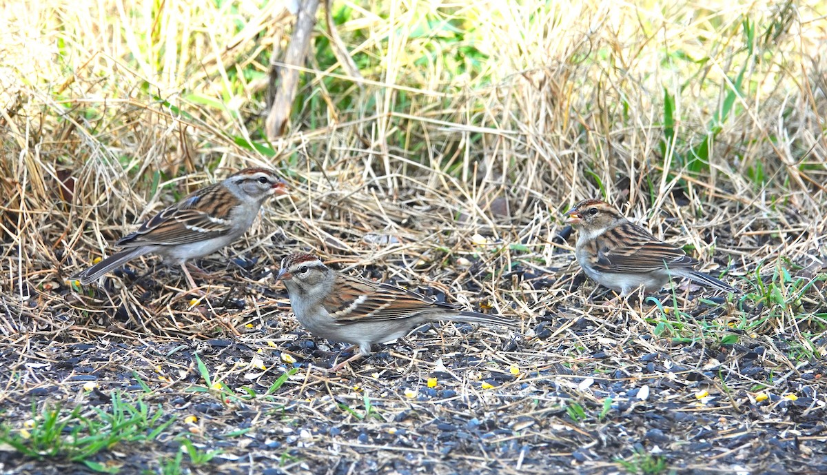 Chipping Sparrow - ML614051010