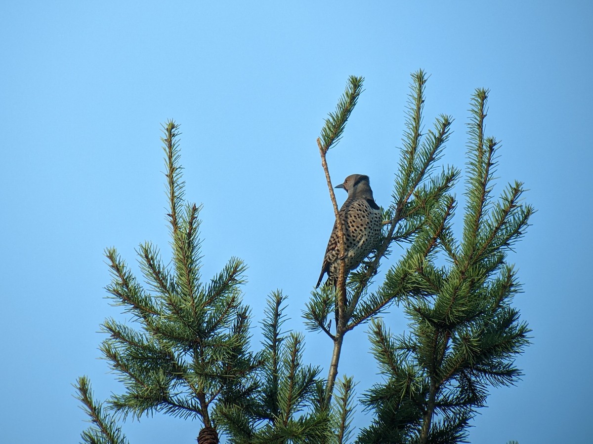 Northern Flicker (Yellow-shafted x Red-shafted) - ML614051048