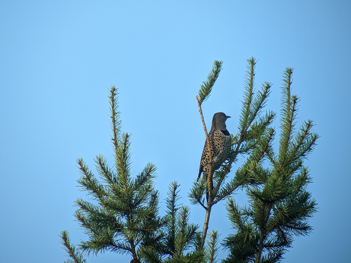 Northern Flicker (Yellow-shafted x Red-shafted) - ML614051049