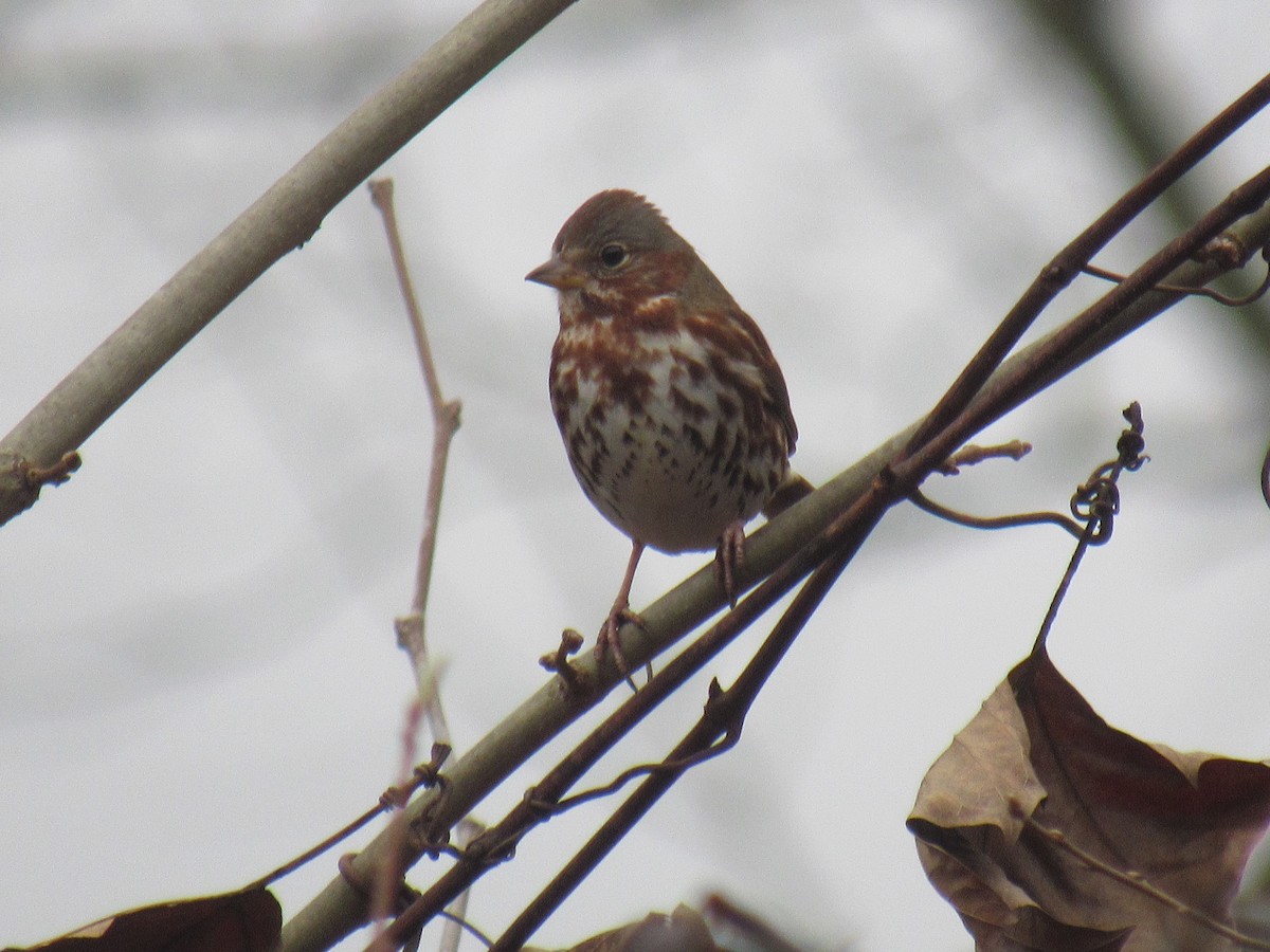 Fox Sparrow - ML614051061