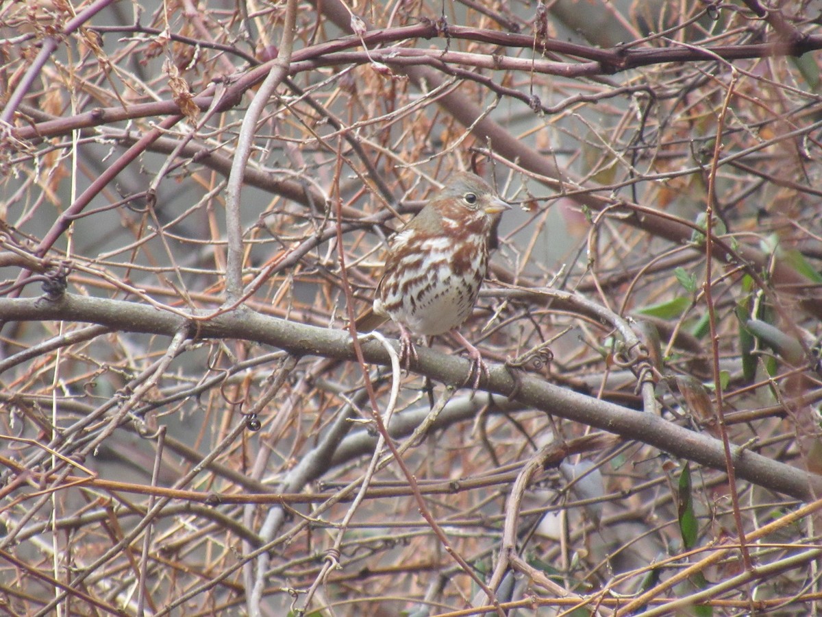 Fox Sparrow - ML614051062