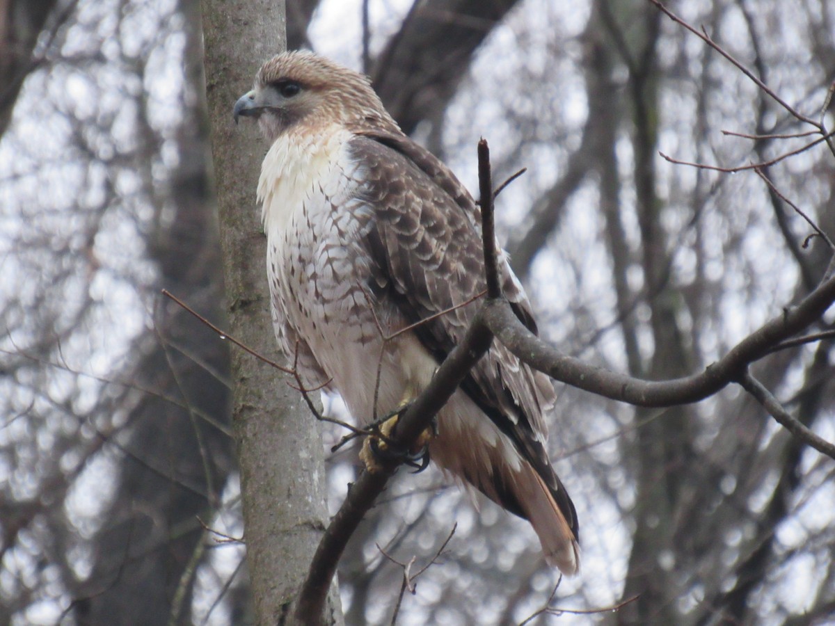 Red-tailed Hawk - ML614051063