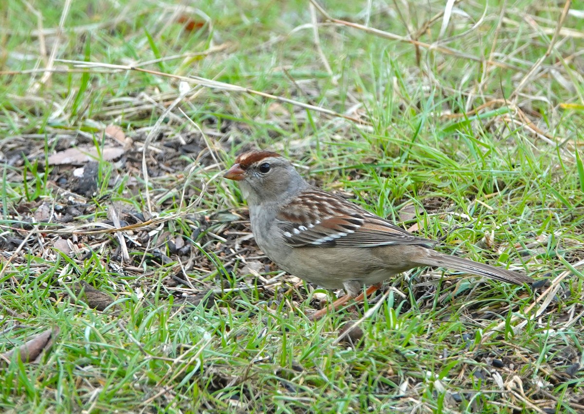 White-crowned Sparrow - ML614051071