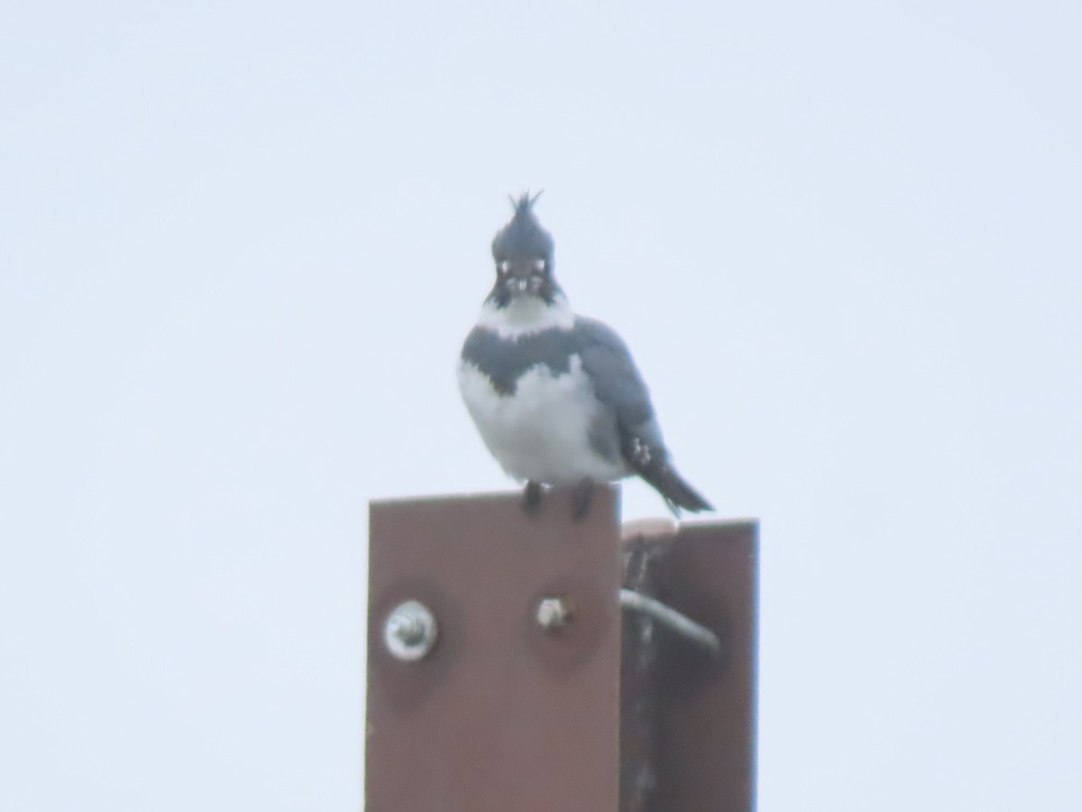 Belted Kingfisher - Roger Beuck