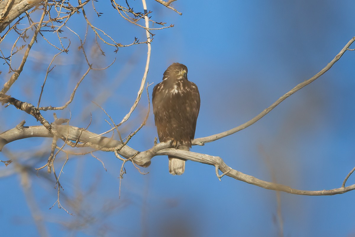 Red-tailed Hawk (Harlan's) - ML614051080