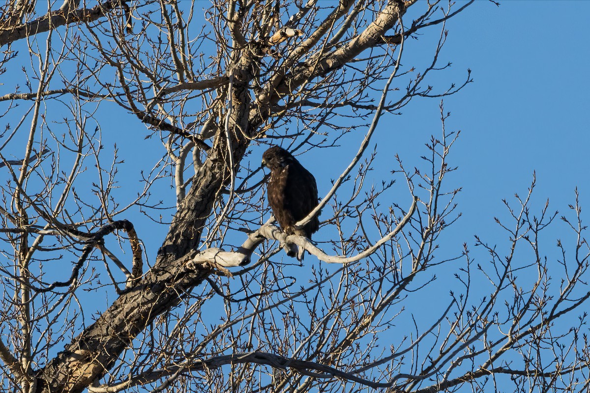 Red-tailed Hawk (Harlan's) - ML614051081