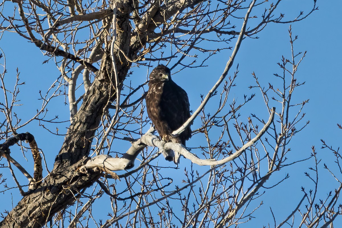 Red-tailed Hawk (Harlan's) - ML614051082
