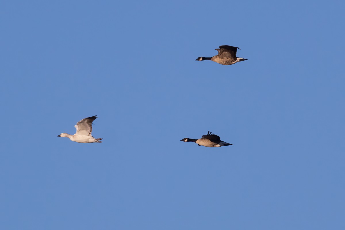 Snow Goose - ML614051086