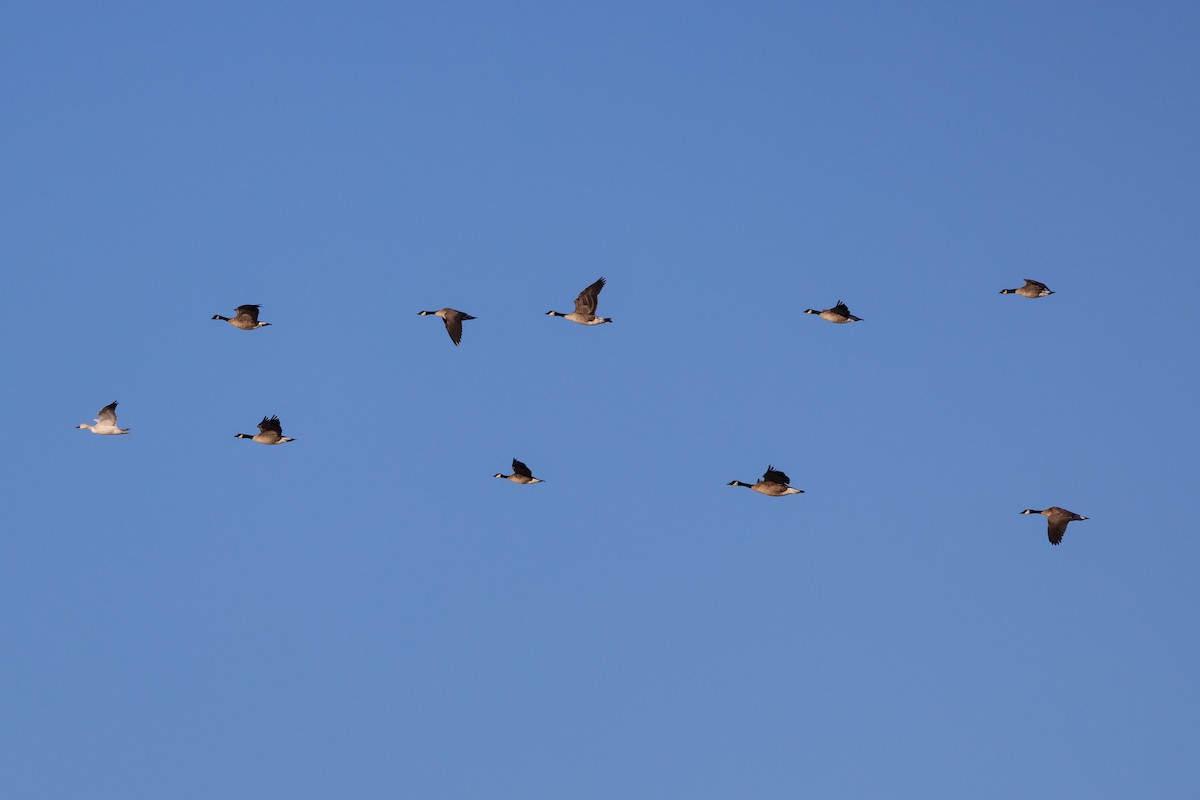 Snow Goose - ML614051087