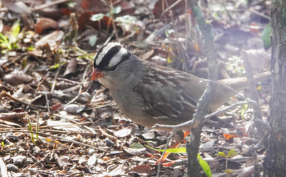 White-crowned Sparrow - ML614051096