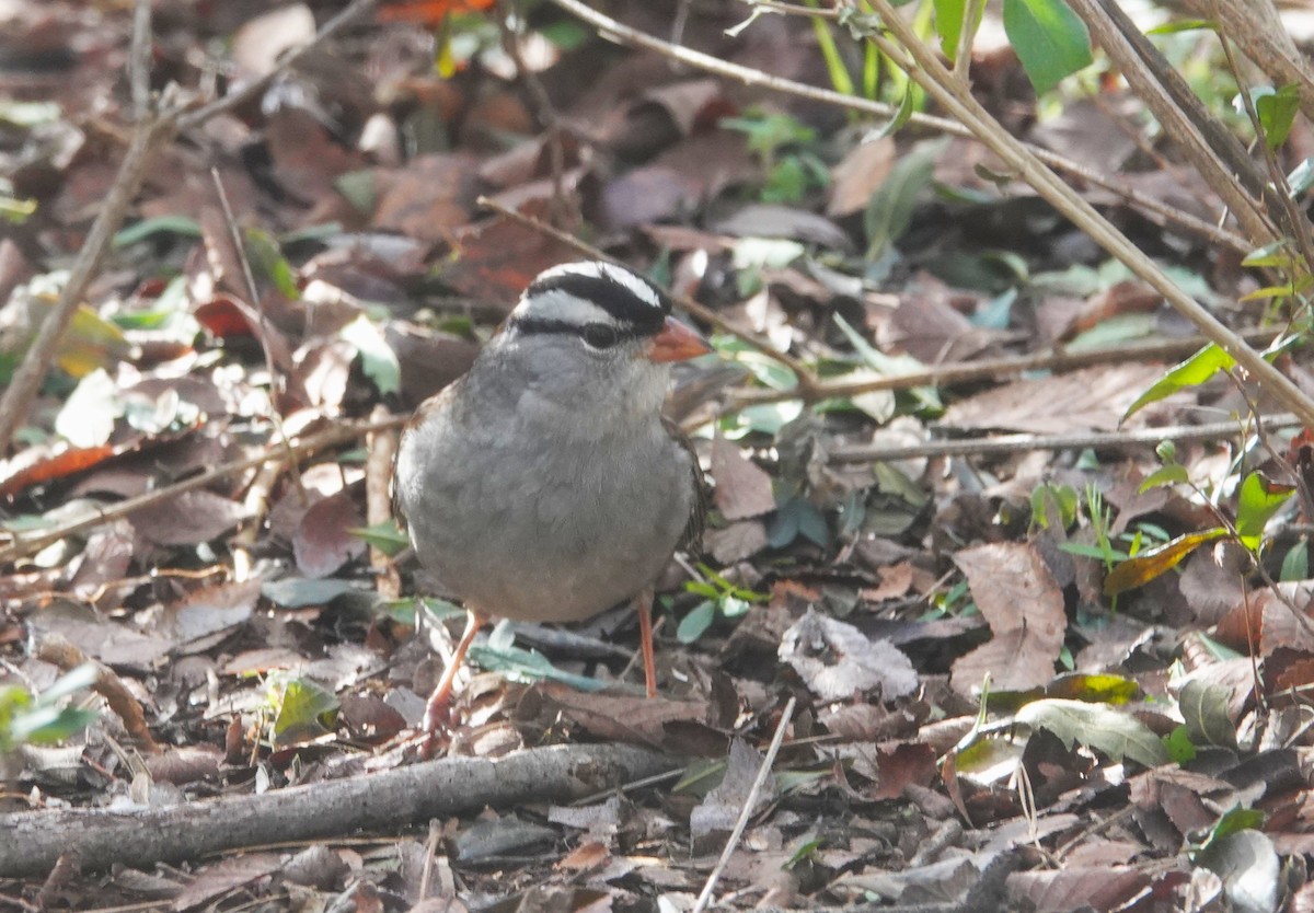 White-crowned Sparrow - ML614051105