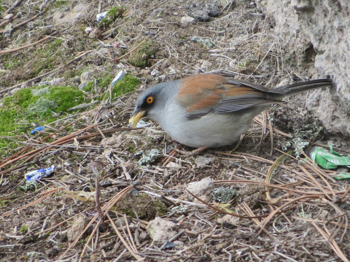 Junco aux yeux jaunes (phaeonotus/palliatus) - ML614051135