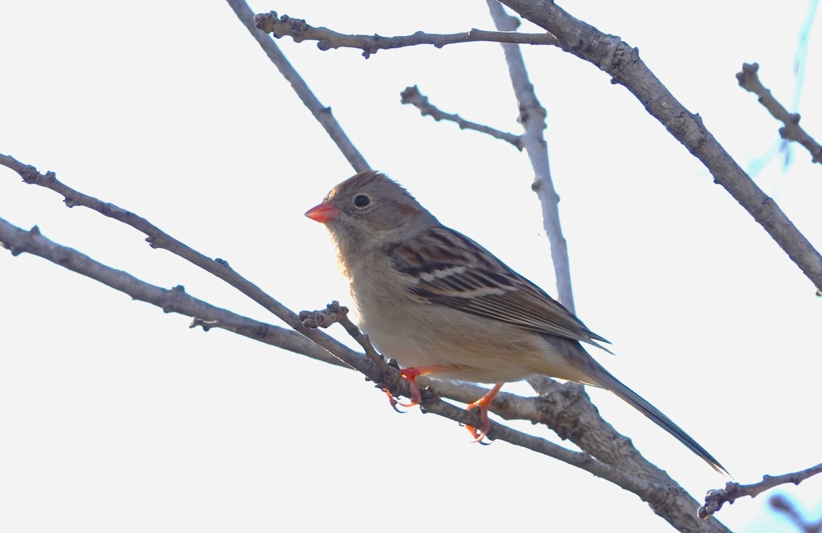 Field Sparrow - ML614051140