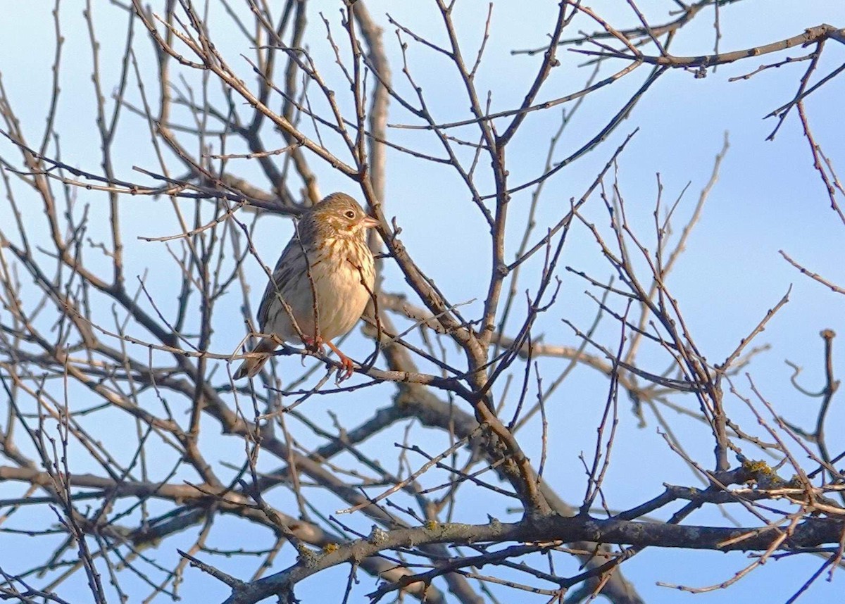 Vesper Sparrow - ML614051156