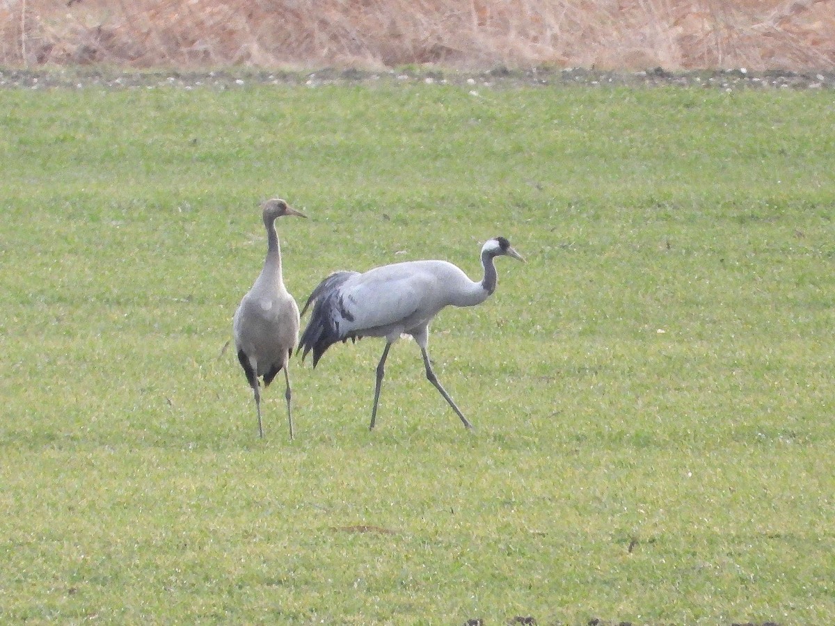 Grulla Común - ML614051173