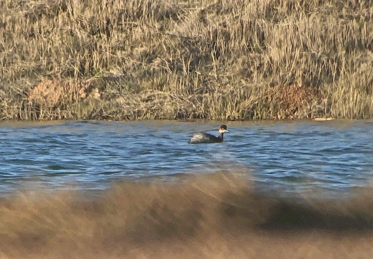 Eared Grebe - Rafael Galvez