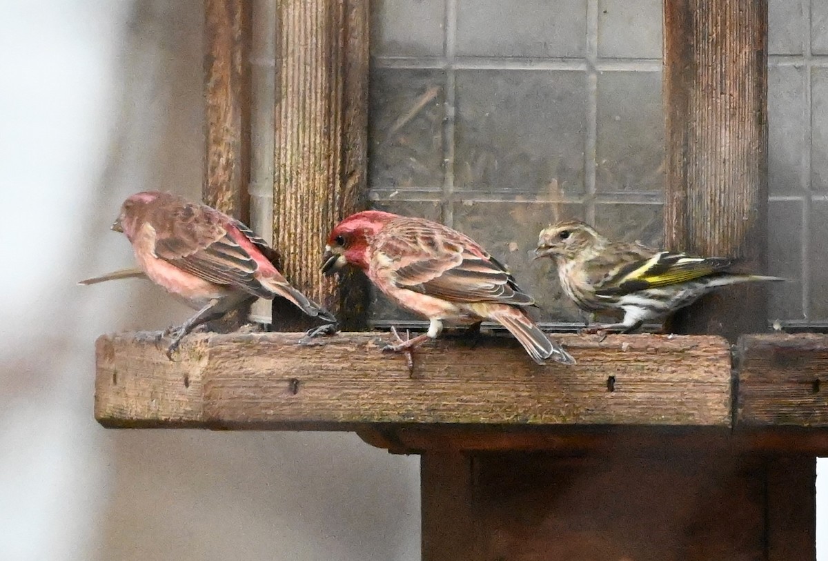 Pine Siskin - ML614051196