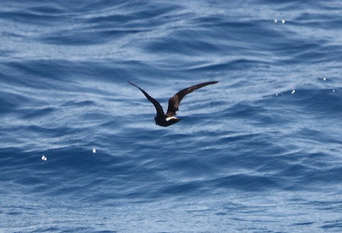Leach's Storm-Petrel - ML614051274