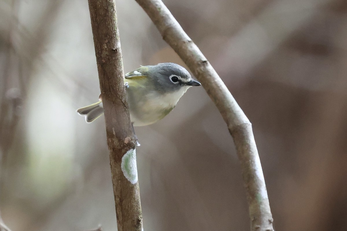 Mavi Başlı Vireo - ML614051306