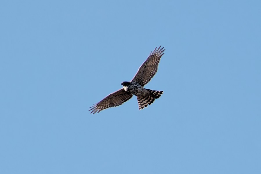 Eurasian Goshawk - Marco Lenck