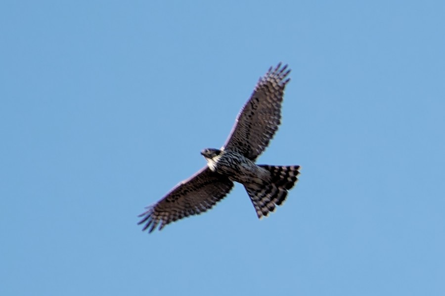 Eurasian Goshawk - ML614051315