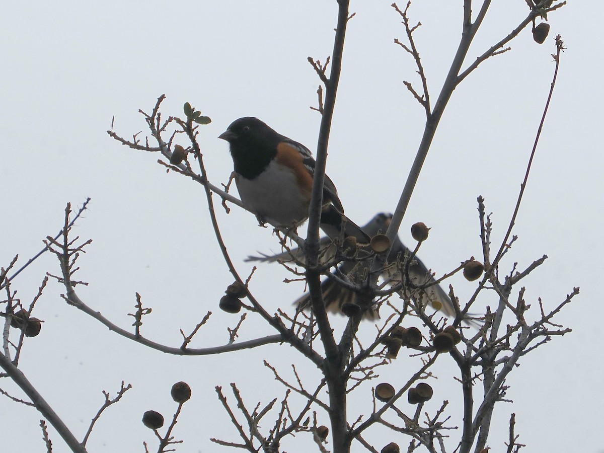 Spotted Towhee - ML614051426