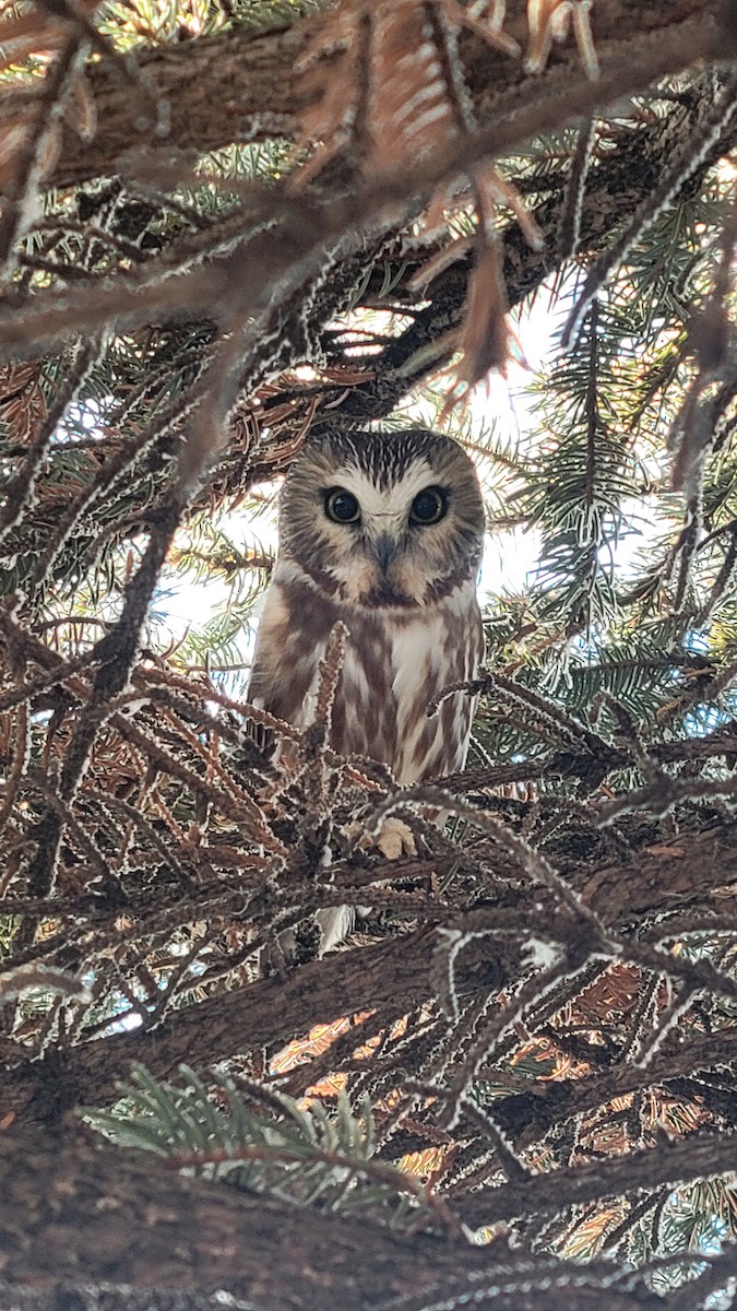 Northern Saw-whet Owl - Keith Corliss