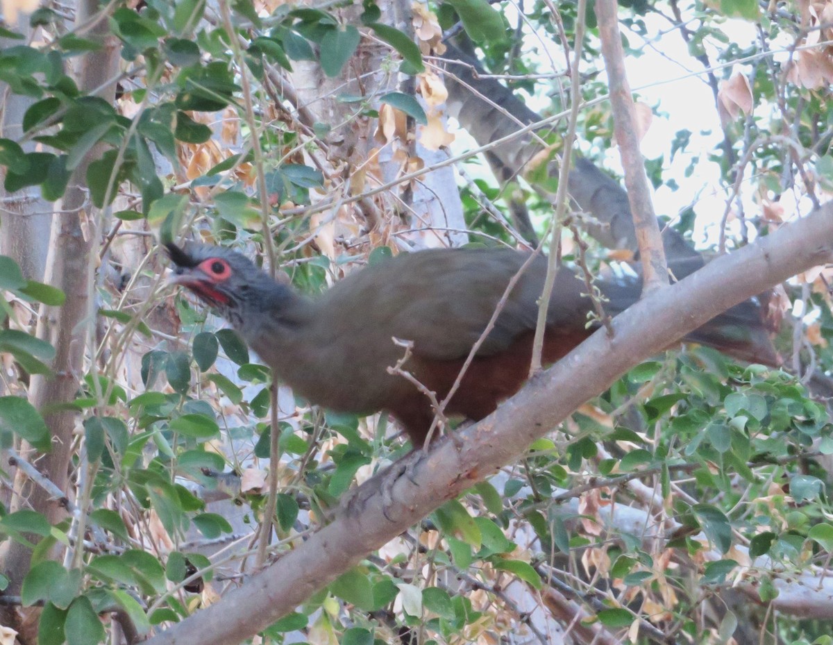 Rufous-bellied Chachalaca - ML614051534