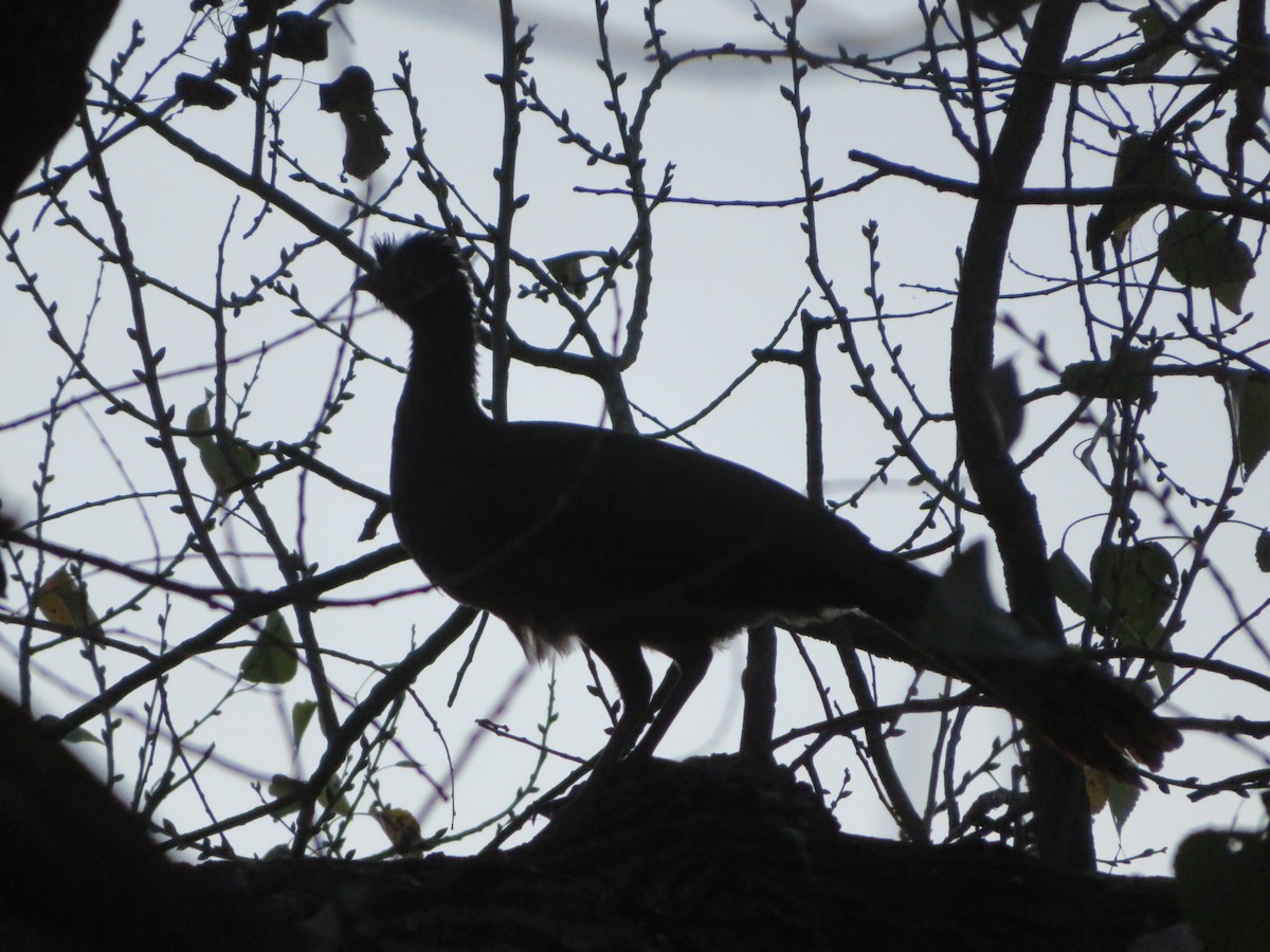 Rufous-bellied Chachalaca - ML614051535