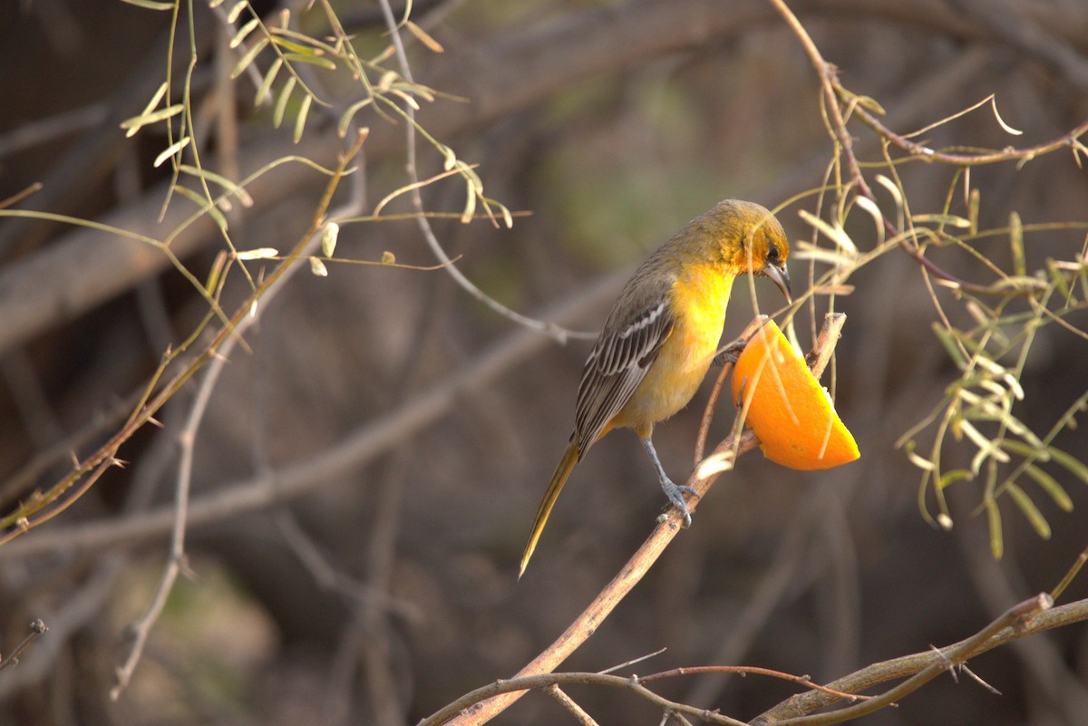 Streak-backed Oriole - ML614051563