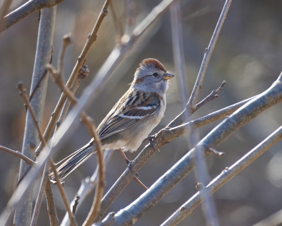 American Tree Sparrow - ML614051596