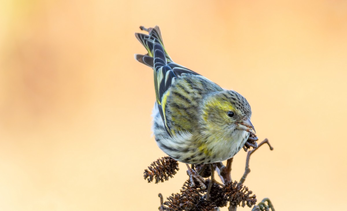 Eurasian Siskin - ML614051622