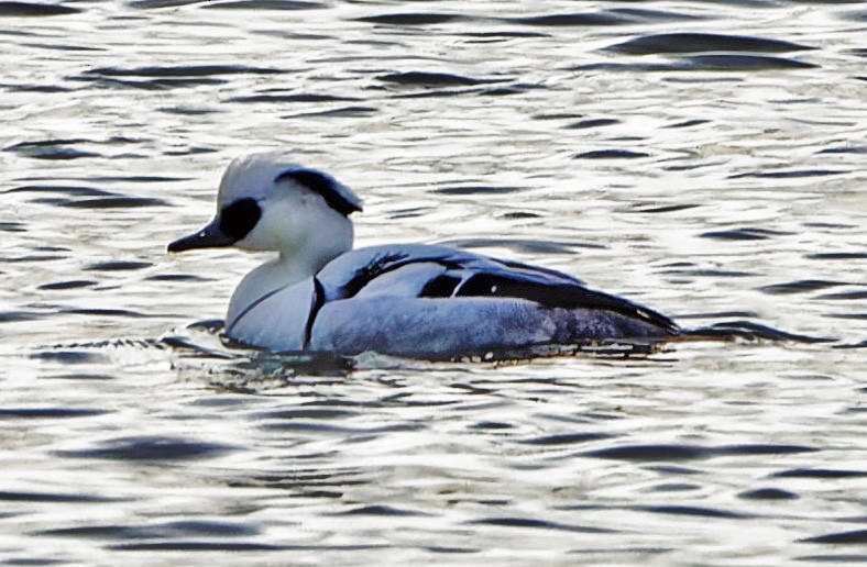 Smew - ML614051653